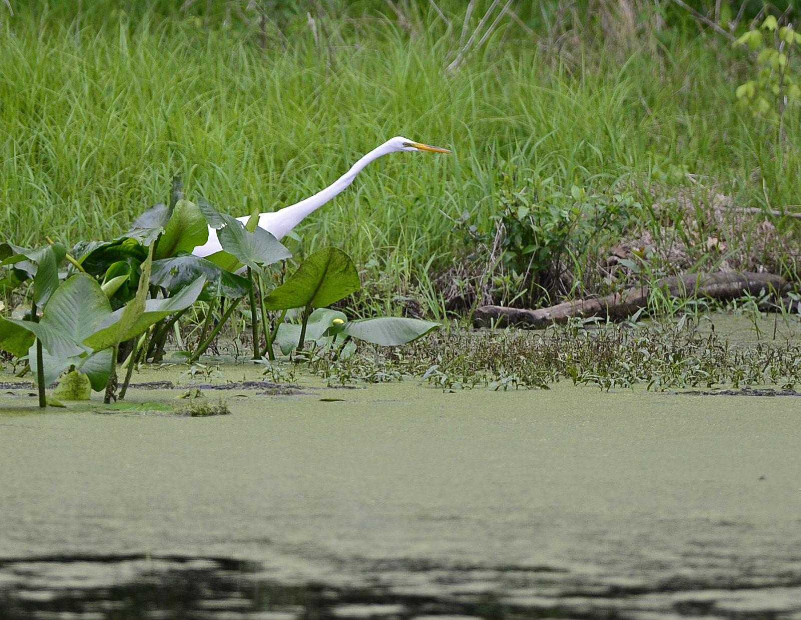 051715-nws-outtakes-egret.jpg